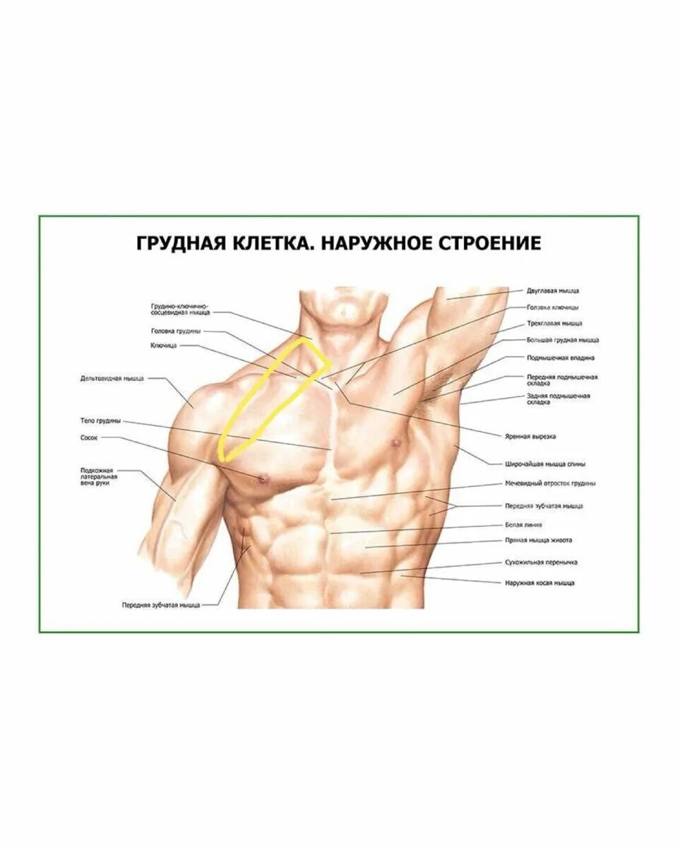 Лимфоузлы грудной клетки расположение Лимфатические узлы молочных желез