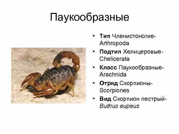 Класс паукообразных скорпионы. Классификация скорпиона. скорпион систематика род вид. тип членистоногие подтип хелицеровые. классификация паукообразных.