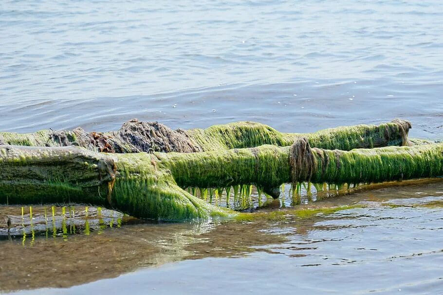 Почему водоросли растут в воде. Аэрофильные водоросли. Водоросли в море. Наземные водоросли. Водоросли на корабле.