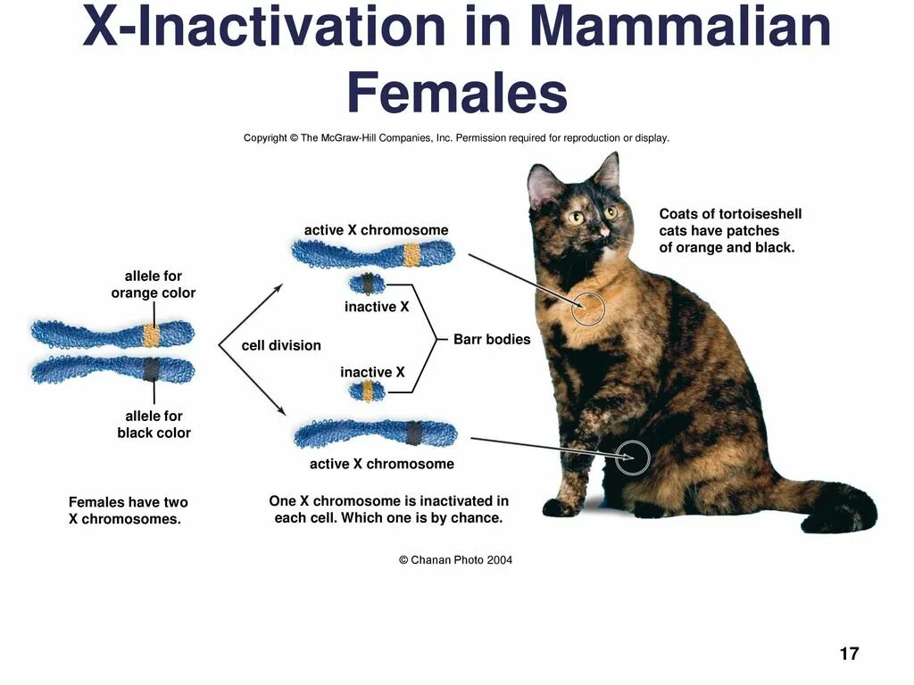 Генетика кошек. Хромосомы котов. Наследственность кошки. Генотип кошки.