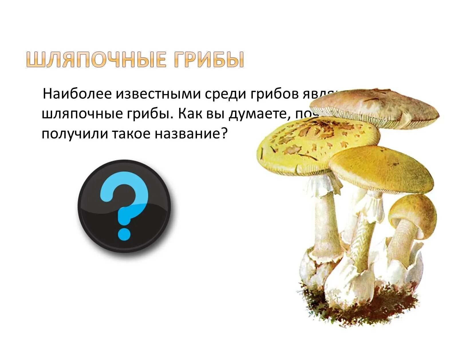 Шляпочные грибы. Названия шляпочных грибов. Какие грибы называют шляпочными. Шляпочные грибы названия. Назови шляпочные грибы
