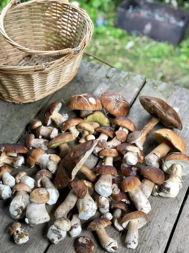 Дождя больше грибов. Грибы. Белый гриб. Кучка белых грибов. Много грибов.