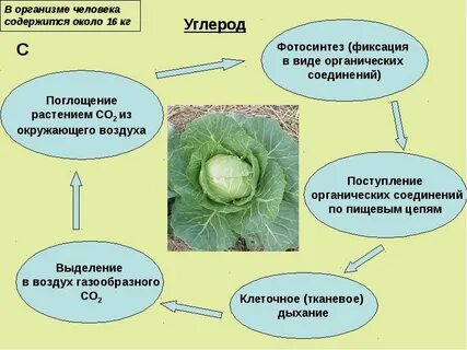 Элементы в жизни растений