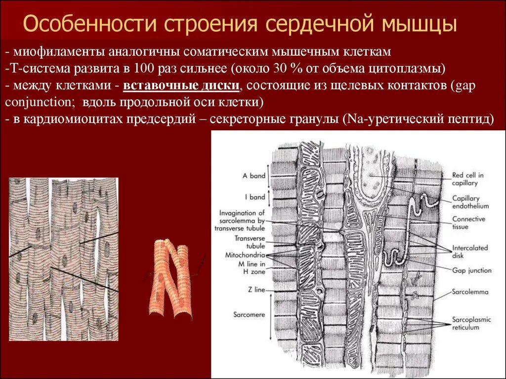 Сердечная мышца представлена тканью. Строение сердечной мышцы. Строение сердечная мышци. Строение сердечной мышечной ткани. Особенности строения сердечной мышечной.