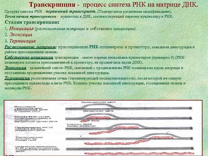 Транскрибируемая днк направление. Синтез РНК на матрице ДНК. Транскрипция Синтез РНК на матрице ДНК. Синтез ДНК, на матрице РН. Процесс синтеза РНК на матрице ДНК.