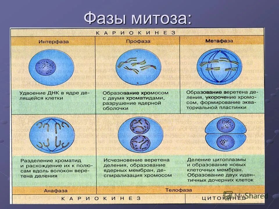 Название стадий деления клетки. Фазы деления клетки митоз рисунок. Фазы митоза биология 9 класс. Таблица деление клетки митоз 10 класс биология. Таблица фаза митоза процессы рисунок.