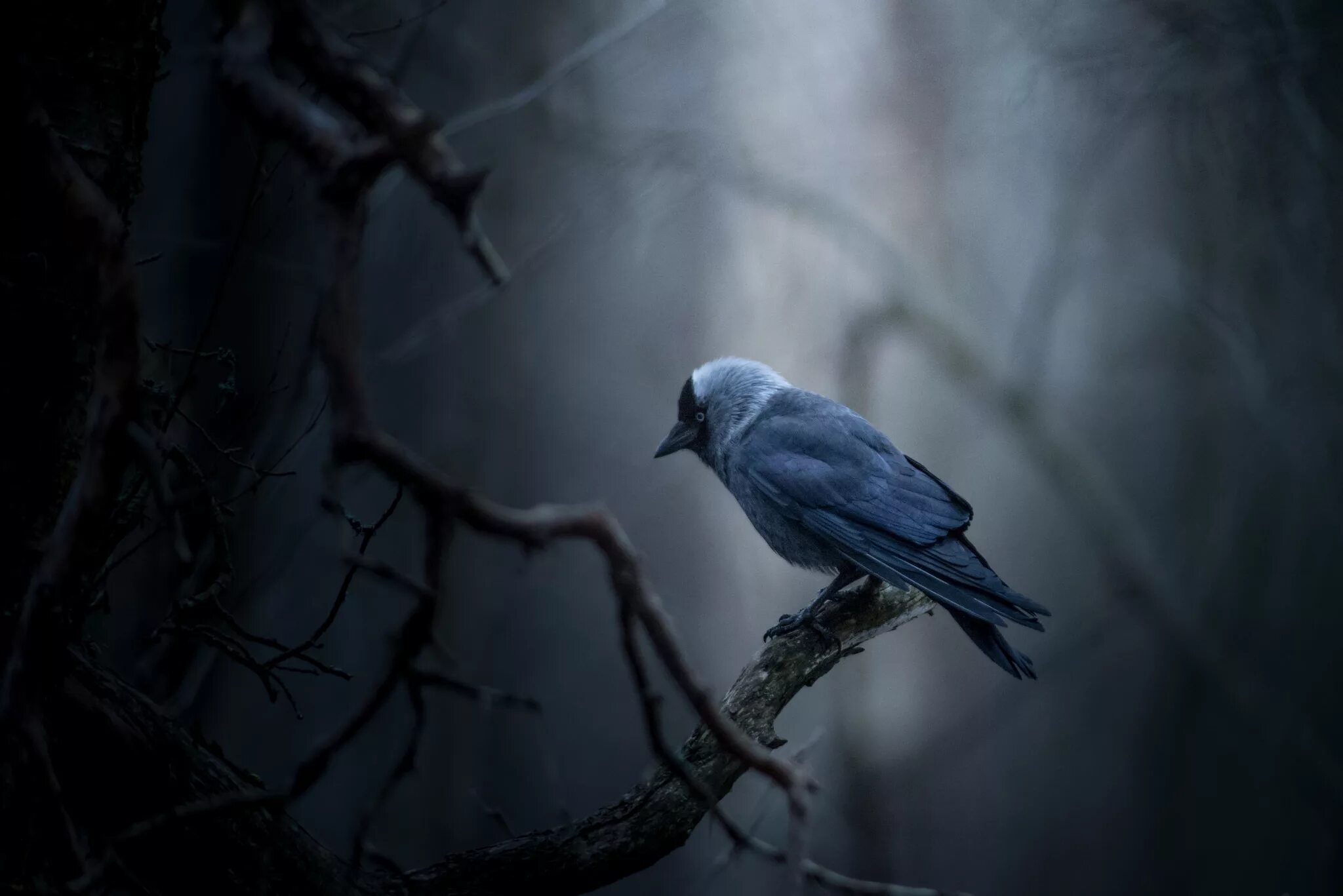 Синяя Галка птица. Птицы в лесу. Синий ворон. Птица на ветке. Синяя ворона читать