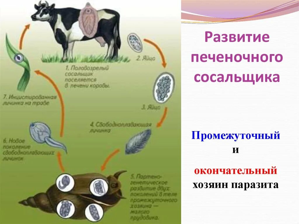 Основным хозяином печеночного сосальщика является. Промежуточный хозяин печеночного сосальщика. печеночный сосальщик среда обитания. печёночный сосальщик промежуточный хоязин. окончательный хозяин печеночного сосальщика.