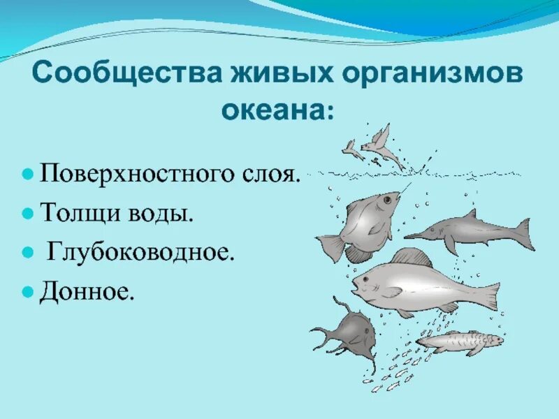 Сообщество толщи воды обитатели. Сообщества морей и океанов. Животные обитающие в толще воды. Сообщества организмов в океане.