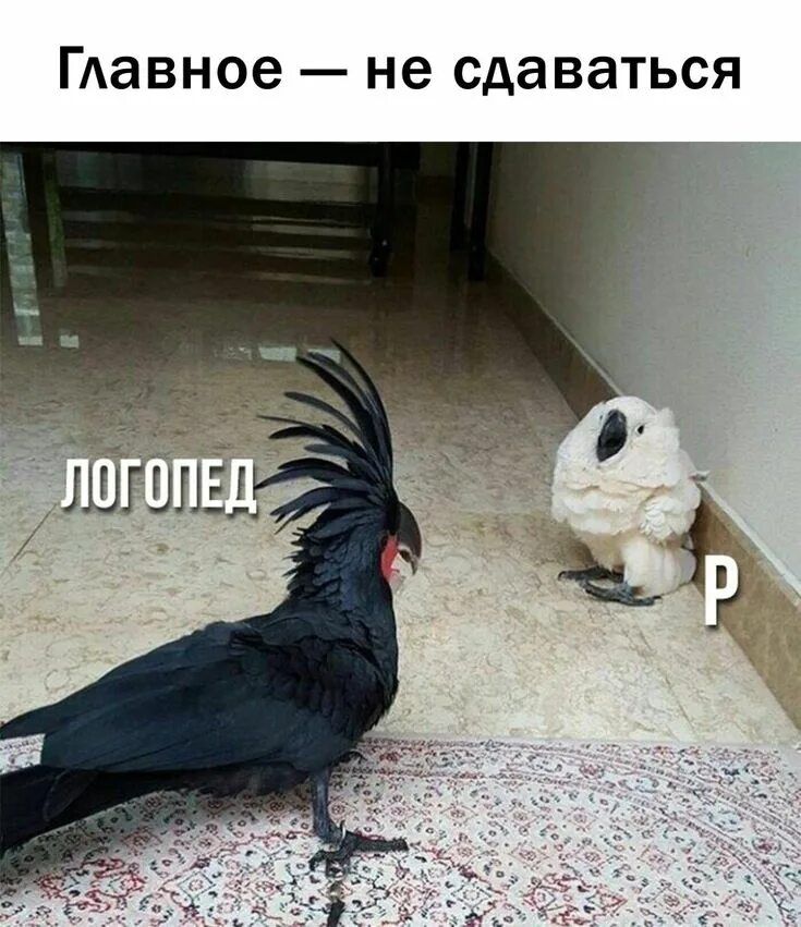 Мем цветной и черно белый Пин на доске Мемы Веселые мемы, Мемы, Забавные картинки