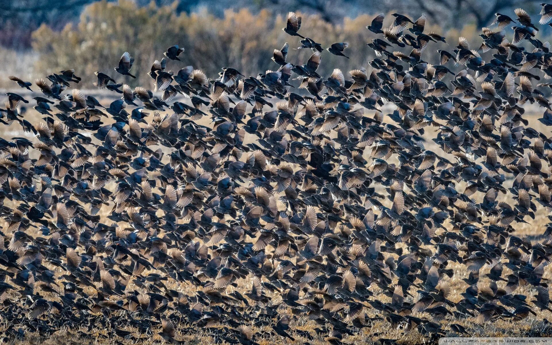 Flock of birds. Стая светлогрудых Дроздов. Перепела стая. Миграция Скворцов. Перепелки перелетные птицы.