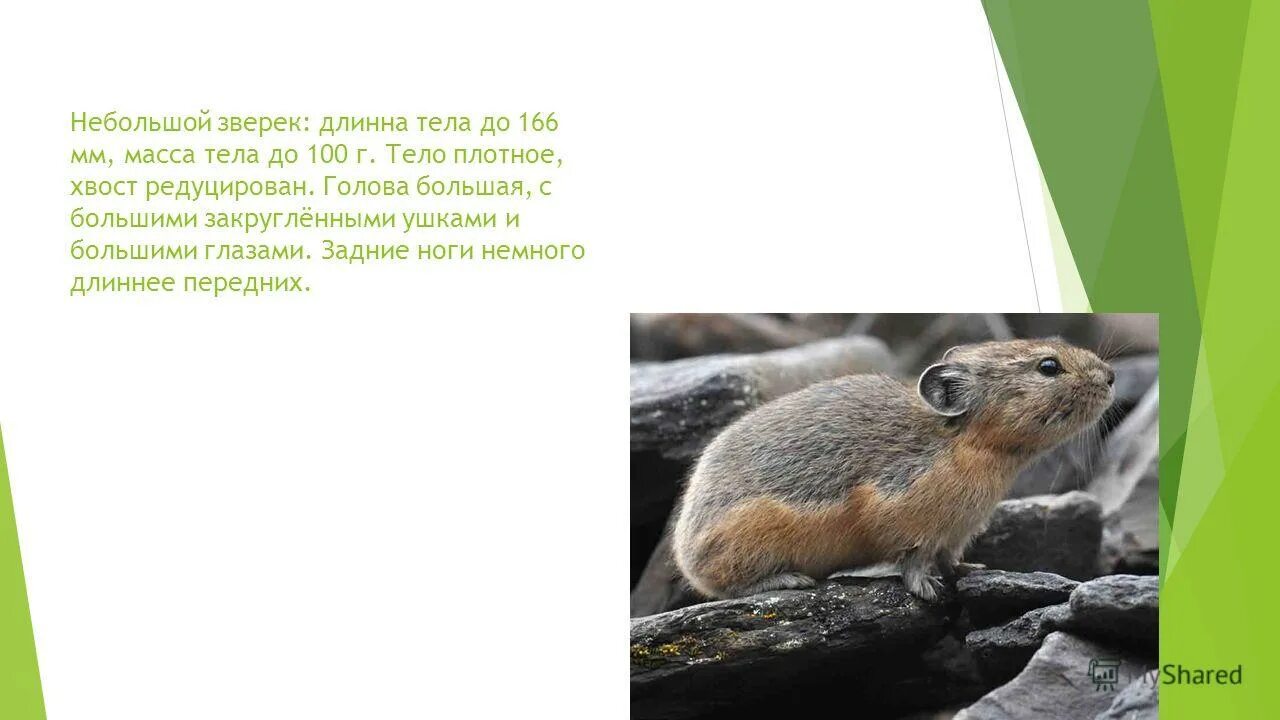 маленькие зверьки длинные хвосты серенькие шубки