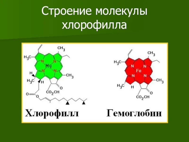 Строение пигментов. Формула строения хлорофилла. Хлорофилл хим строение. Строение молекулы хлорофилла. Строение гемоглобина и хлорофилла.