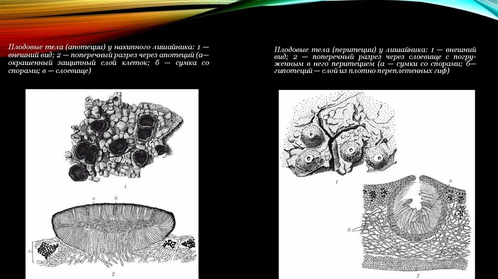 Лишайники плодовое тело. Строение апотеция лишайника. Апотеций лишайника срез. Типы апотециев лишайников. Плодовое тело лишайника.