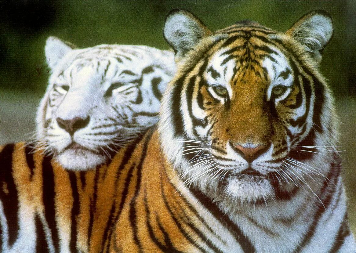 Мужчина тигр в браке. Тигр. Тигр и тигрица. Пара тигров. Тигры любовь.