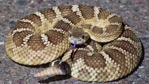 Rattlesnake