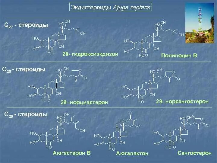 Фитоандрогены. Экдистероиды. Общая структура экдистероидов. Экдистероиды в растениях. Экдистероиды общая формула.