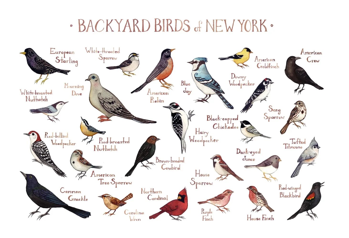 The bird of us. Birds of America по английски. Birds словарь. Birds Style журнал. Птичка Garten of vbanban.