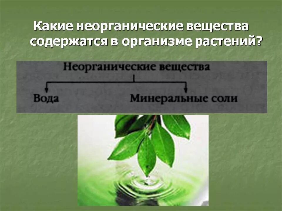 Химический состав плодов. Вещества содержащиеся в растениях. Хим состав лекарственных растений. Растительная и животная пища. Красящие вещества в овощах.