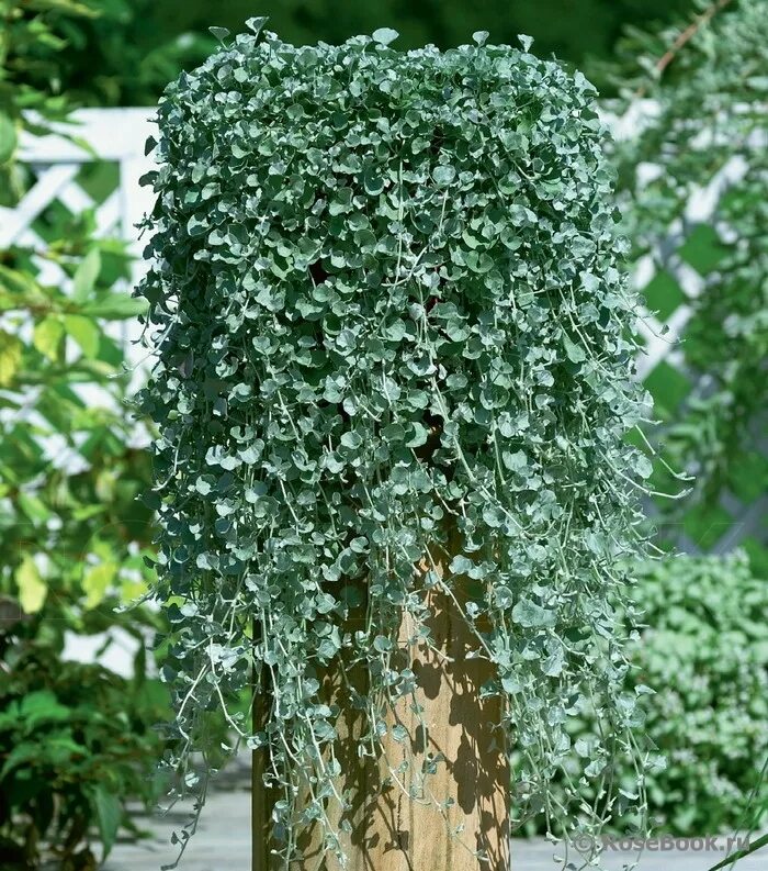 дихондра изумрудный водопад. цветок дихондра серебристый водопад. изумрудный водопад выращивание из семян. ампельное растение дихондра. дихондра ампельная.