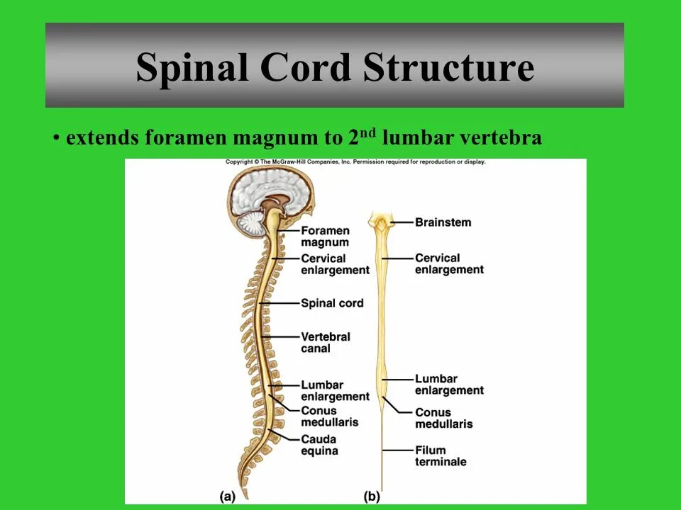 Spinal Cord structure. Головной и спинной мозг. Спинной мозг у змей. Спинной мозг хеликобактер.