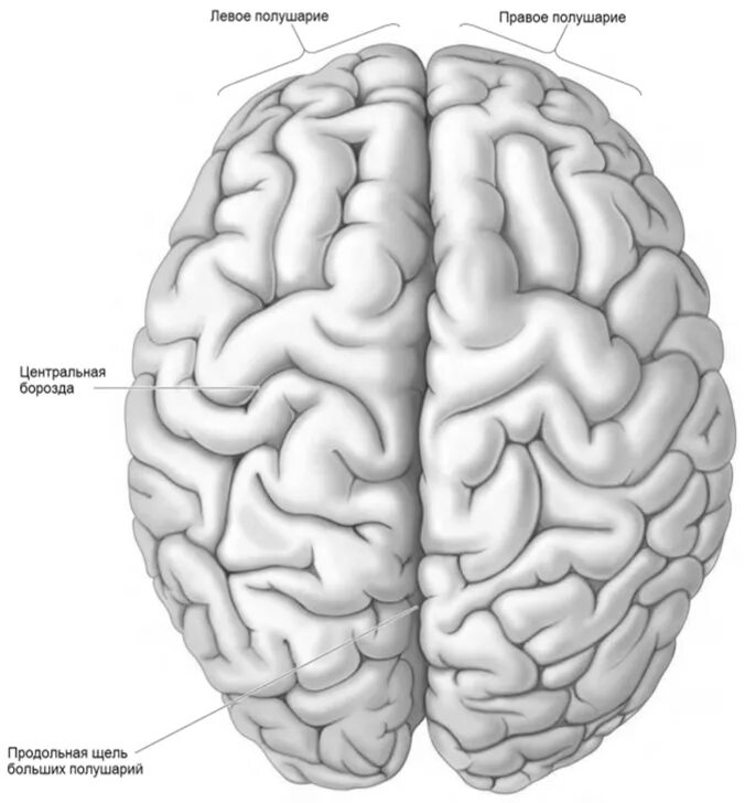 Большой мозг рисунок. Полушария головного мозга анатомия. Анатомия правого полушария головного мозга. Полушария конечного мозга анатомия. Большие полушария головного мозга строение.