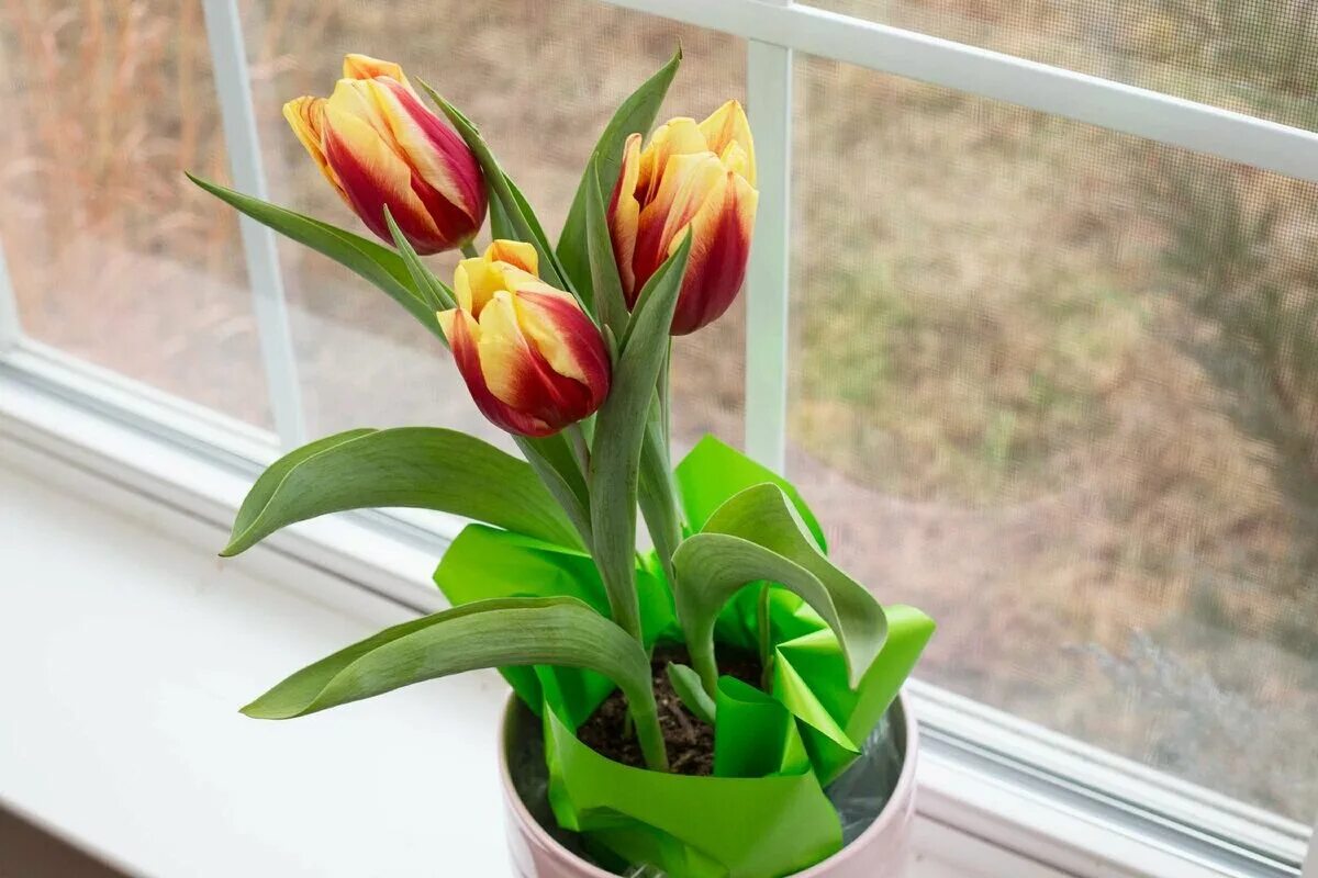 Как вырастить тюльпаны дома. Горшечный тюльпан д 9. dome тюльпаны (tulips) 031003. тюльпаны в горшке. комнатные цветы тюльпаны.