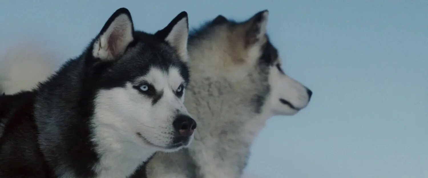 белый плен 2. белый плен драка с медведем. демон из белого плена. кода собака из белого плена. белый плен 2.