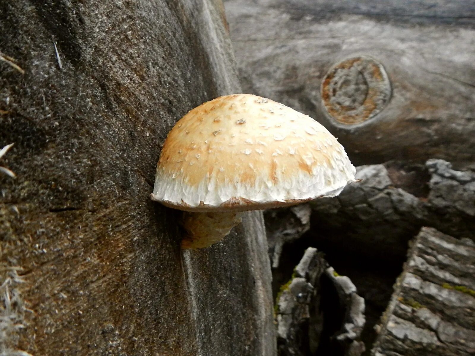 Чешуйчатка белогородчатая. Строфария белогородчатая. Pholiota albocrenulata. Гриб растущий на гниющей древесине. Спора грибов 7