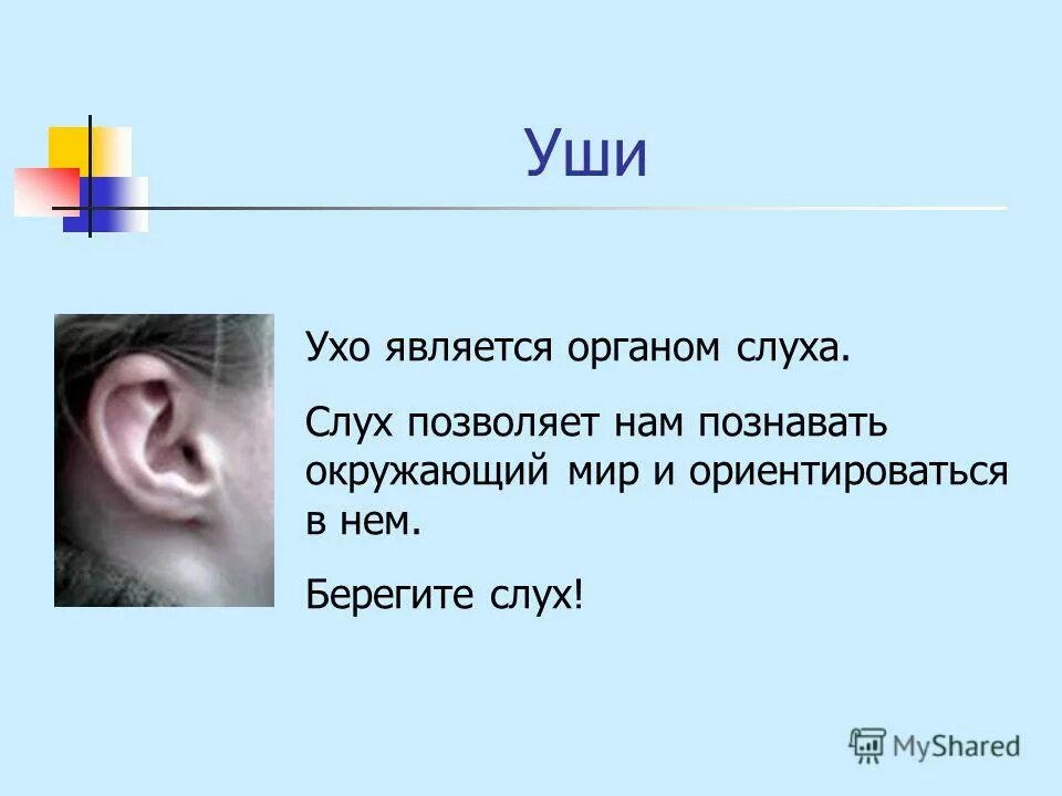 Органы чувств сердце. Органы чувств слух. Презентация на тему органы чувств. Презентация на тему органы слуха.