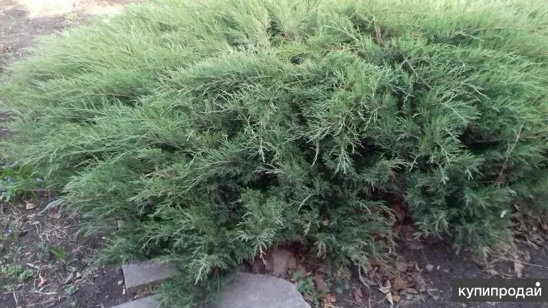 Казацкий можжевельник стрижка фото Glauca (Можжевельник) Сияние