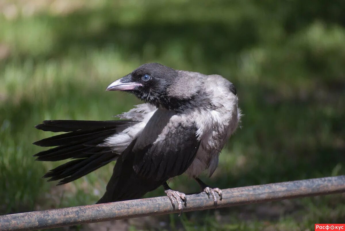 воронята птенцы ворона. вороненок птенец. птенцы грача грачата. воронёнок (птенец во́рона). птенец грача.