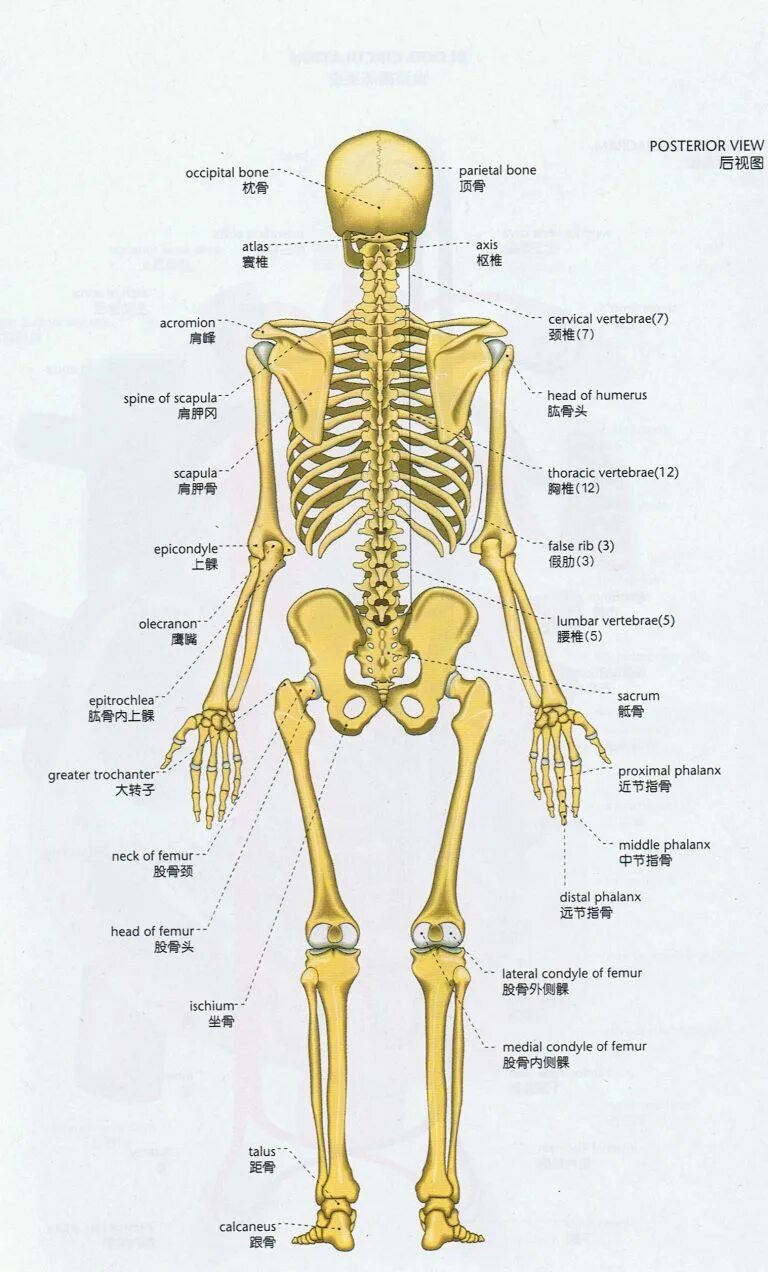Анатомия человека кости скелета названия. Костный скелет анатомия. Строение скелета спины.