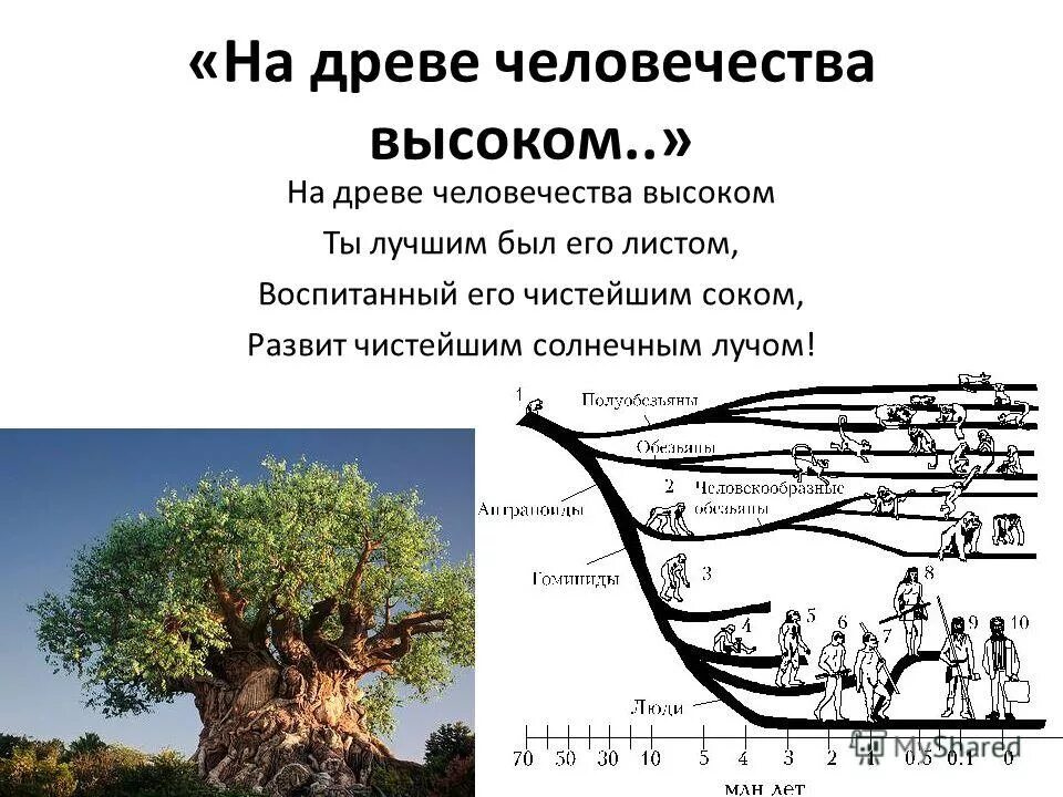 Древо цикл. На древе человечества высоком. На древе человечества высоком Тютчев. Анализ стихотворения на древе человечества высоком Тютчева. На древе человечества высоком Тютчев стих.