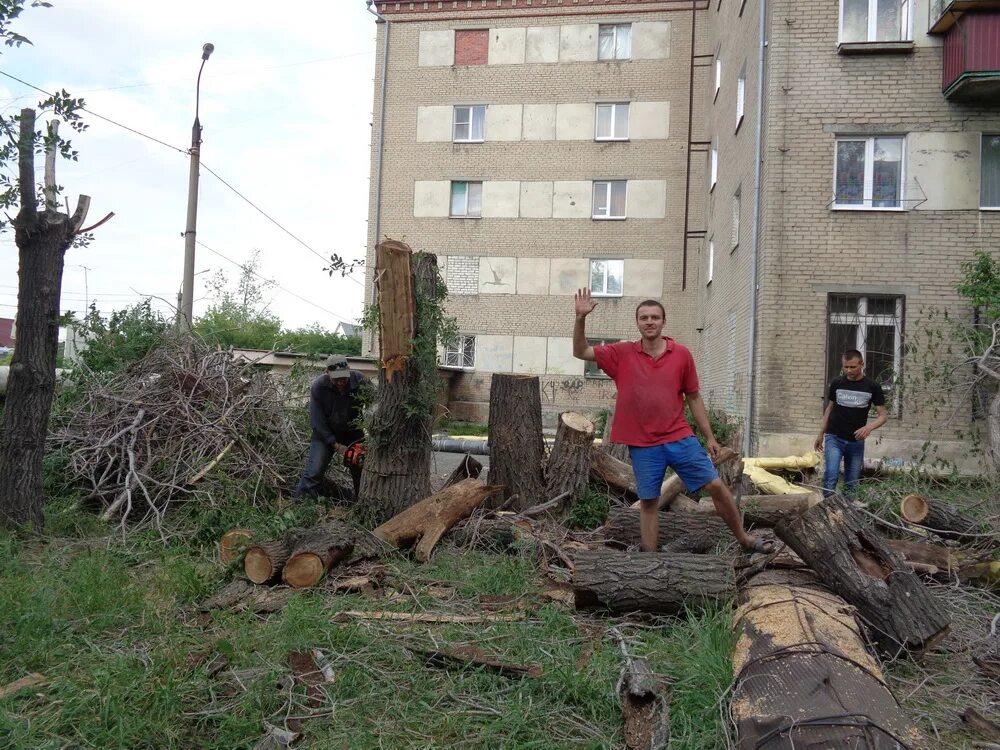 Спил деревьев в ростове. Вывоз пеньков и спиленных деревьев. Спил деревьев Красноярск. Спилить дерево Красноярск. Расценки на спил деревьев.