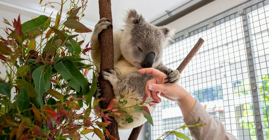 Koalas Uncovered: The Marsupials of Australia #koalas #eucalyptusforest #wildlif