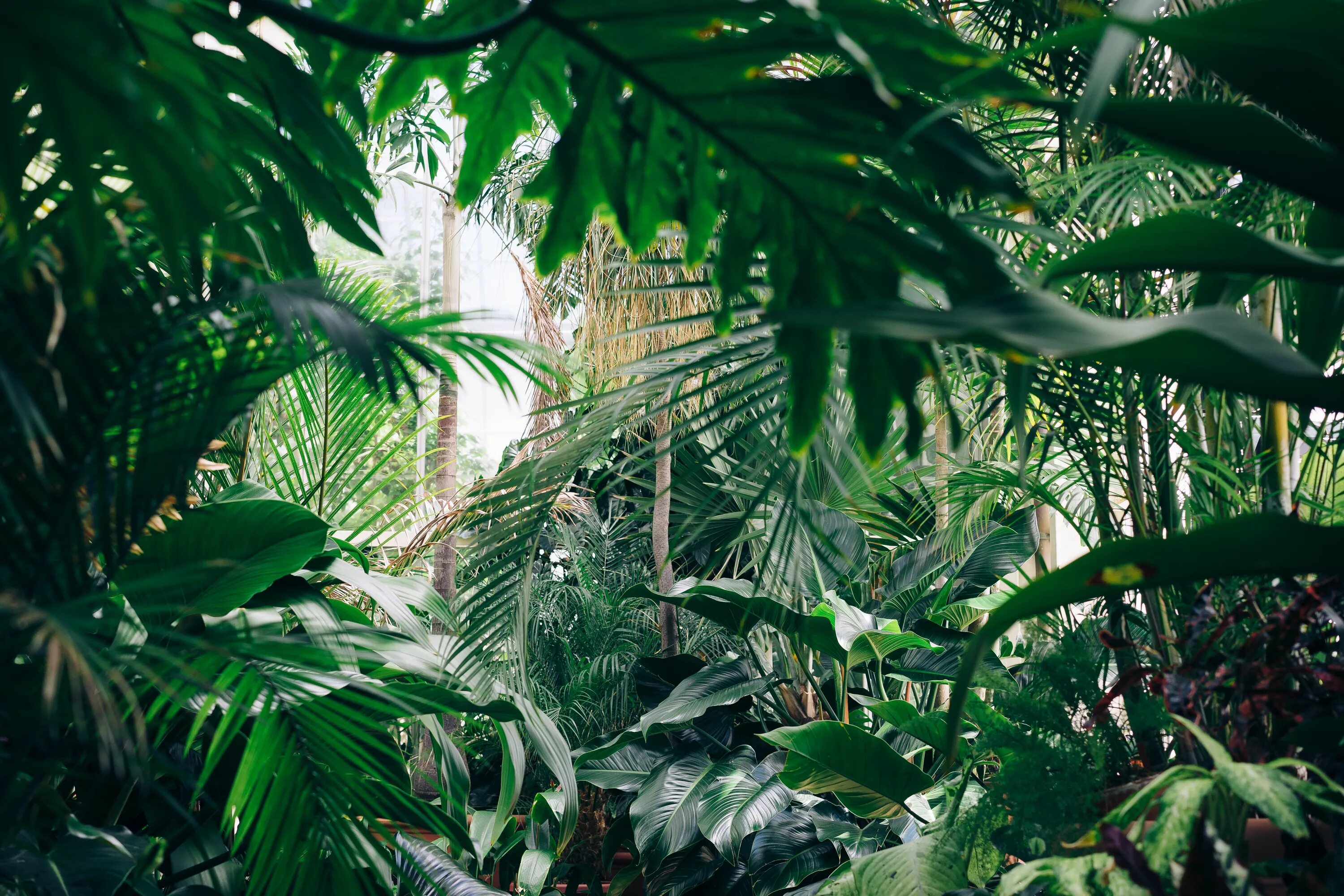Rainforest plants. Джангл оранжерея. Ботанический сад оранжерея с пальмами. Тропик Джангл. Пальмовый лес Эльче.
