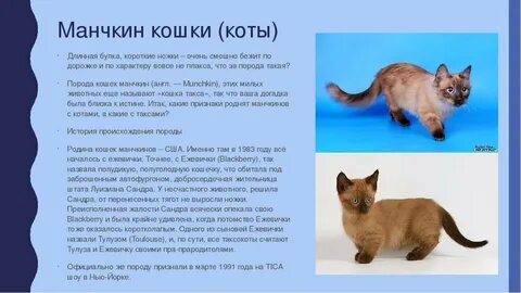 Истории пород кошек