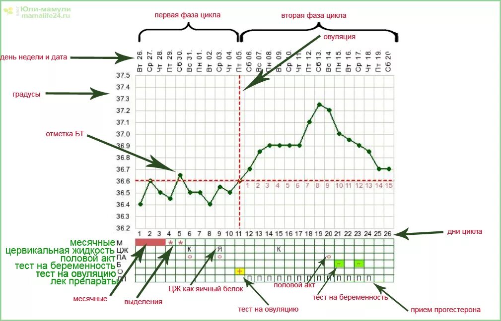 Температура на первых неделях беременности. График базальной температуры и тест на овуляцию. Ранняя овуляция на графике БТ. Норма базальной температуры на 6 день цикла. Базальная температура менструационного цикла.