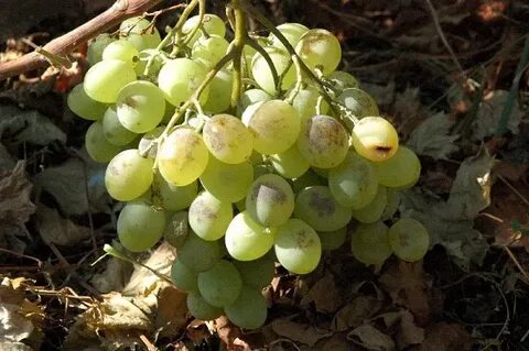 Виноград белый амурский описание сорта фото отзывы