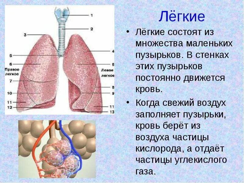 Из чего состоят легкие человека. Из чего состоит легкое. Из чего состоят лёгкие. Описание легких. Легкие человека презентация