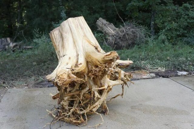 Корни купить в новосибирске. Пень с корнями. Стол из пня дерева. Пенек с корнями.