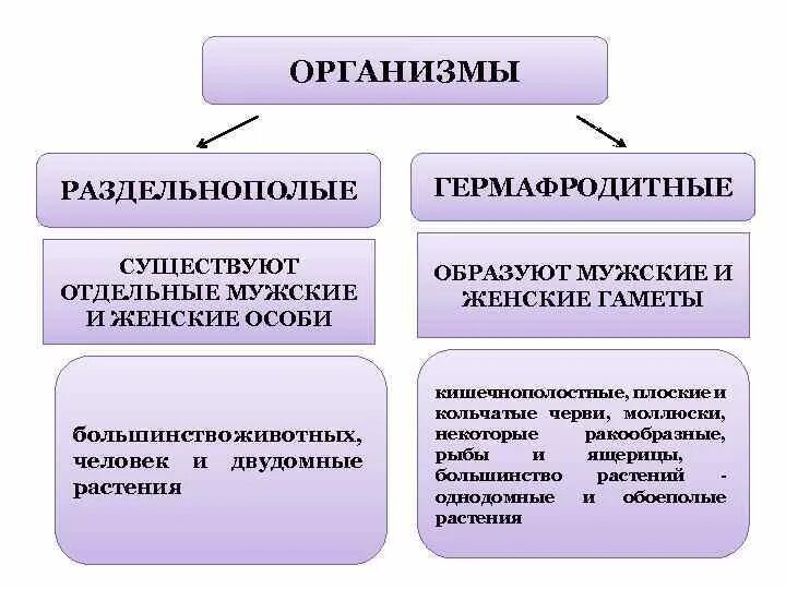 Раздельнополые виды. Обоеполые организмы примеры. Однополые и обоеполые цветки. Типы цветков обоеполые и раздельнополые. Раздельнополые это.