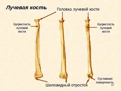 Грудина и лучевая кость