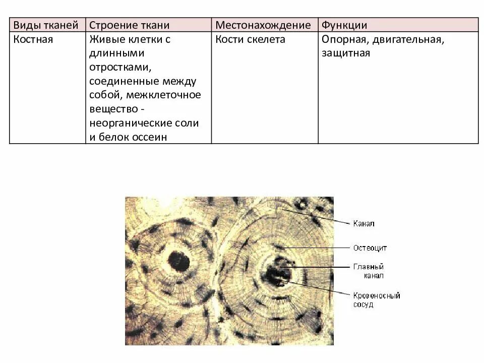 Строение соединительной ткани таблица. Костная соединительная ткань строение. Соединительная ткань костная ткань строение. Костная ткань строение и функции таблица.