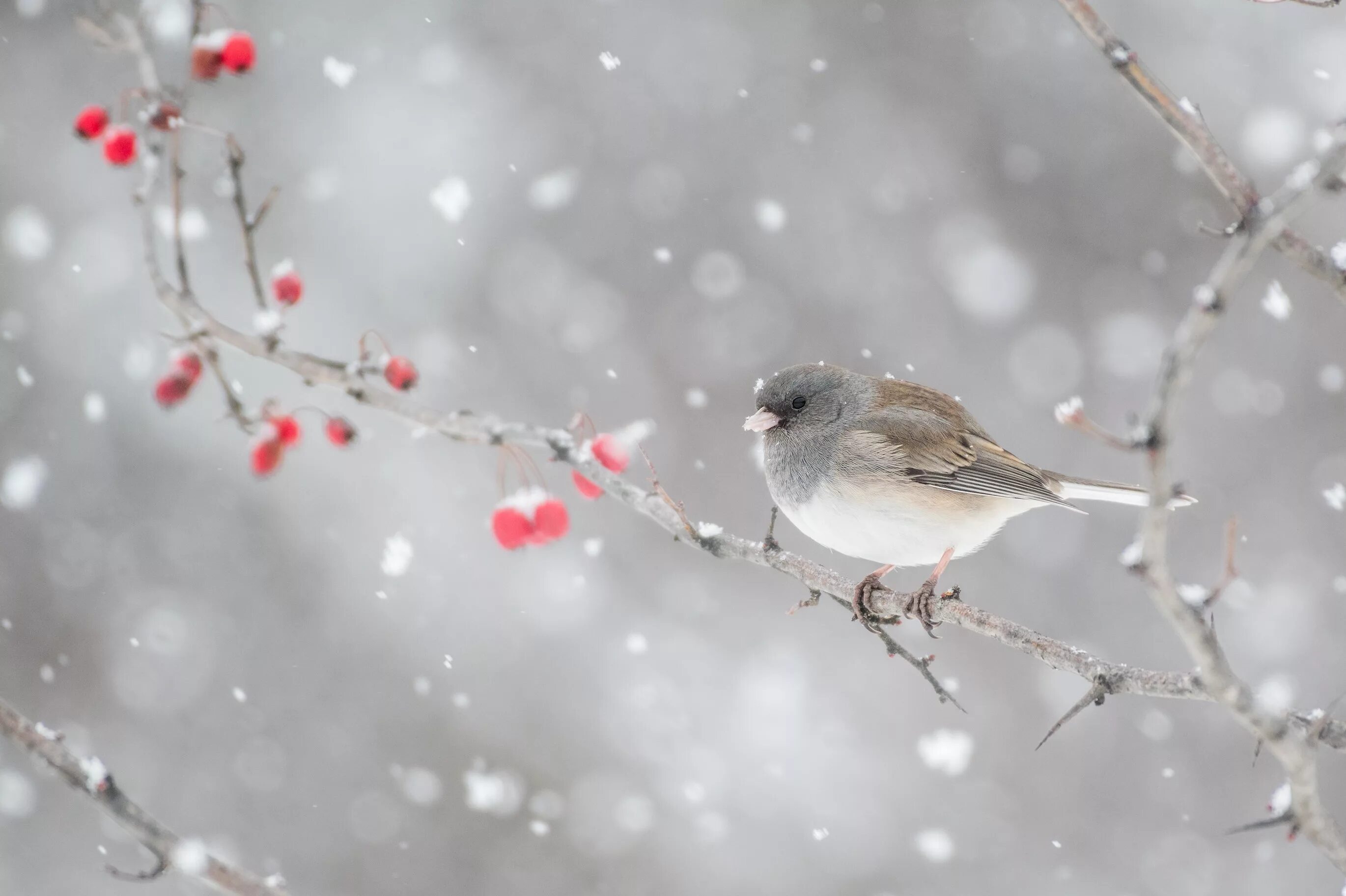 Зимние птички. Птицы на заснеженных ветках. Фон зима птицы. Птички на снегу.