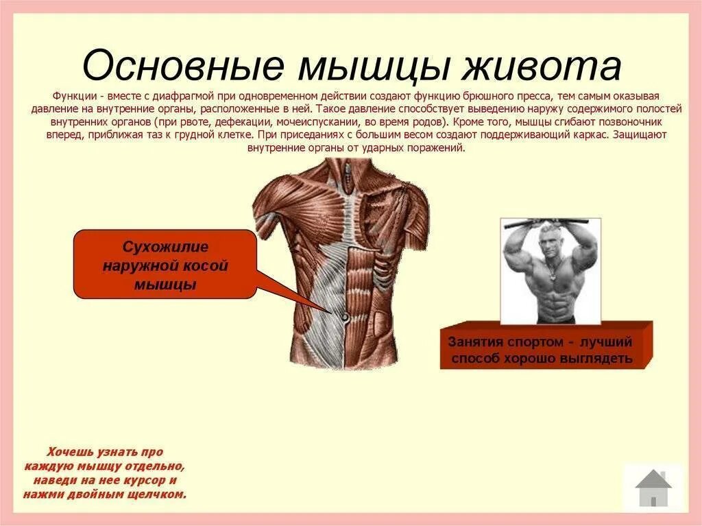 Мышцы живота расположение функции. Мышцы живота функции кратко. Основные функции мышц живота. Мышцы образующие брюшной пресс.