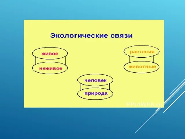 Экологические связи. Экологические связи в природе. Истокологическая связь. Экологические связи человека.