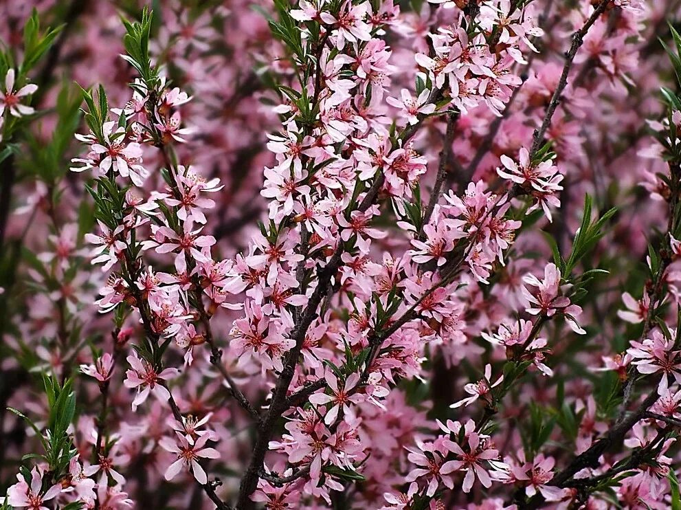 Миндаль Степной бобовник. Миндаль бобовник кустарник. Миндаль Степной (Prunus tenella). Миндаль низкий Степной бобовник.