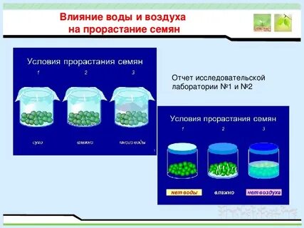 Проект по биологии прорастание семян